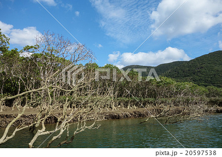マングローブ 20597538