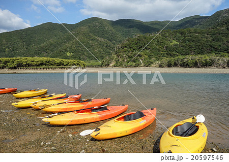 マングローブ 20597546