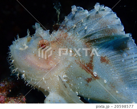 ハダカハオコゼ ハダカハオコゼ 20598577