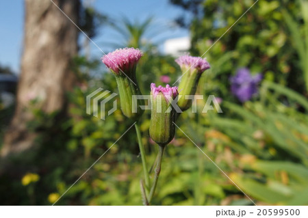 ウスベニニガナ ウスベニニガナ 20599500