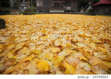 イチョウの落ち葉 20599663