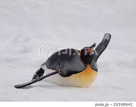 ペンギンのトボガンの写真素材