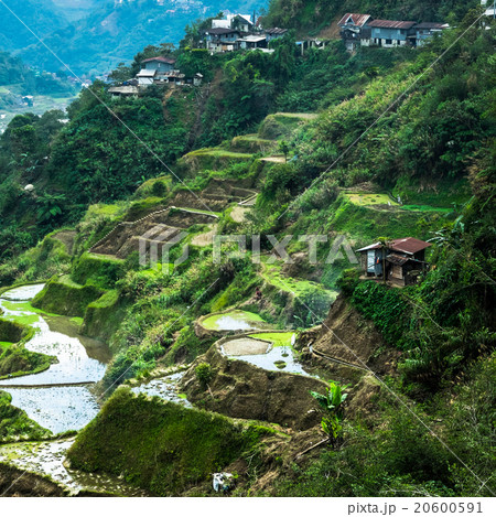 Rice terraces fields. Banaue, Philippines  20600591