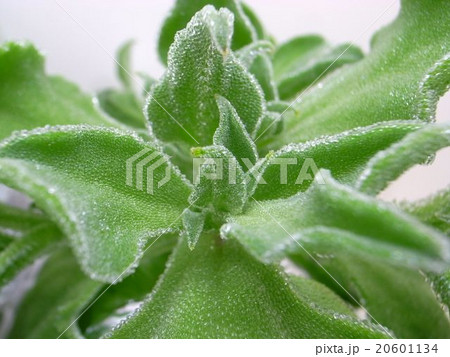 アイスプラント アイスプラント 20601134