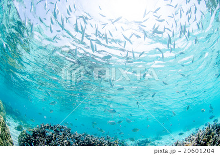 沖縄　海　シュノーケリング 20601204