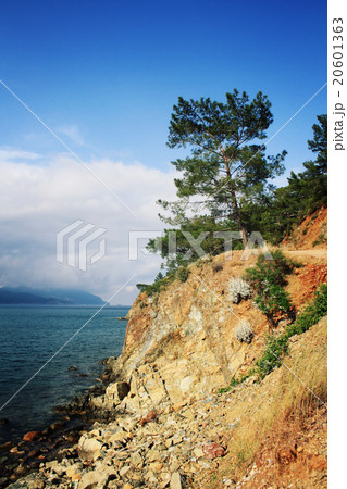View on sea bay. Pine-trees and sea. Aged photo. 20601363
