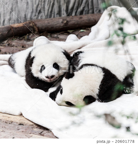 little panda babies little panda babies 20601778