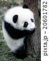 cute little panda 20601782