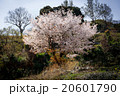 lonely sakura tree 20601790