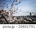 city view thru sakura 20601791