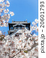 kumamoto castle in spring 20601793