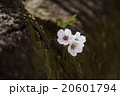 little sakura flowers 20601794