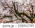 sakura in bloom 20601795
