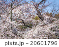 sakura and gardening 20601796