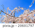 sakura and gardening 20601797