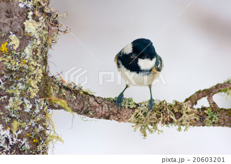 Coal tit, Periparus ater, Val Rosegg, Swiss 20603201