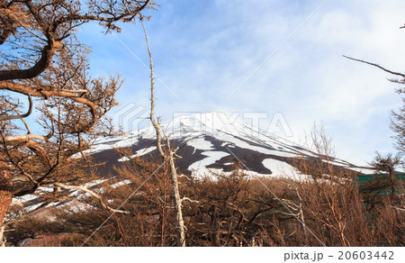 The top of Fujiyama and dry tree in Japan The top of Fujiyama and dry tree in Japan 20603442