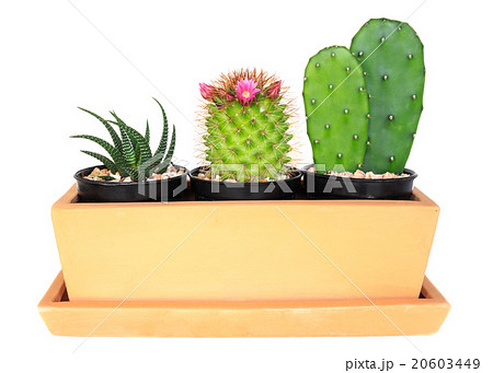 Cactus ( Pereskia , Echinocactus , Opuntia ) Cactus ( Pereskia , Echinocactus , Opuntia ) 20603449