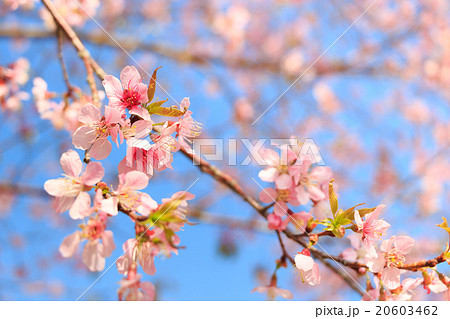 Wild Himalayan Cherry ( Prunus cerasoides ) Wild Himalayan Cherry ( Prunus cerasoides ) 20603462