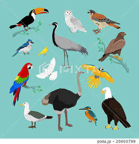 Collection of Various Birds Flat Design Collection of Various Birds Flat Design 20603799