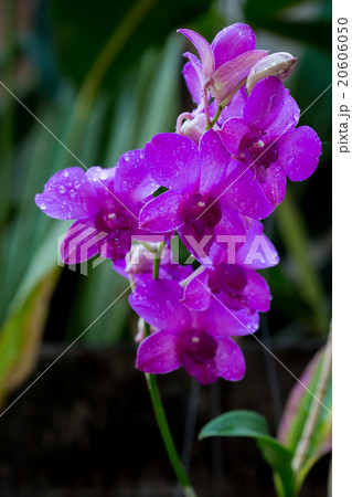 Beauty purple streaked orchid flower blooming. 20606050