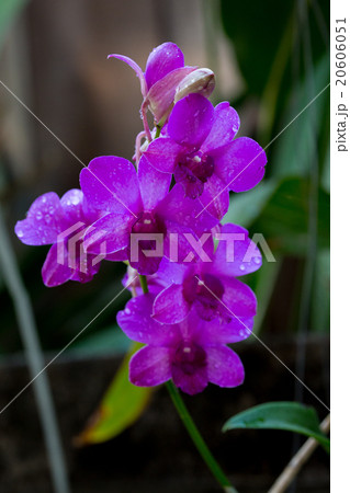 Beauty purple streaked orchid flower blooming. 20606051