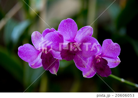Beauty purple streaked orchid flower blooming. 20606053