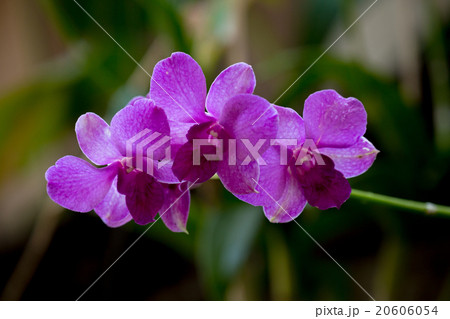 Beauty purple streaked orchid flower blooming. 20606054