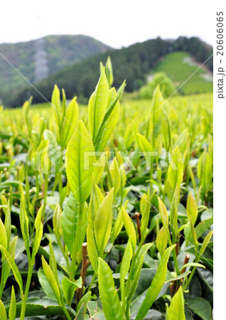 宇治茶の郷 和束の茶畑 宇治茶の郷 和束の茶畑 20606065