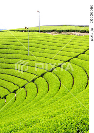 宇治茶の郷 和束の茶畑 宇治茶の郷 和束の茶畑 20606066