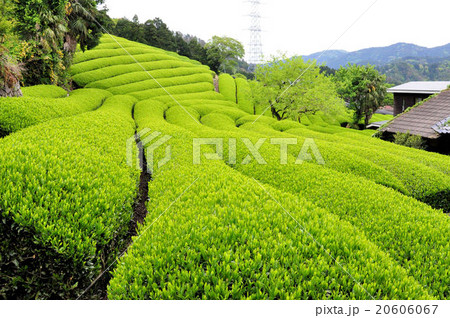 宇治茶の郷 和束の茶畑 宇治茶の郷 和束の茶畑 20606067