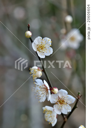 梅の花（田浦梅の里にて） 20606604