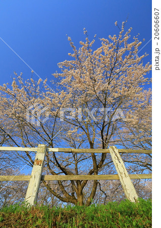 青空と桜並木 20606607