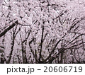 桜 20606719