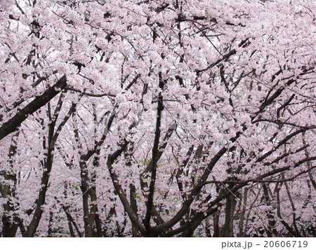 桜 20606719