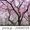 桜 20606720