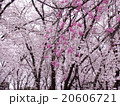 桜 20606721