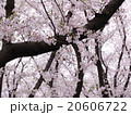 桜 20606722