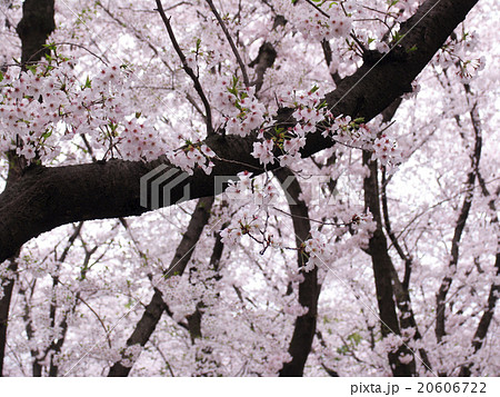 桜 20606722