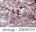桜 20606723