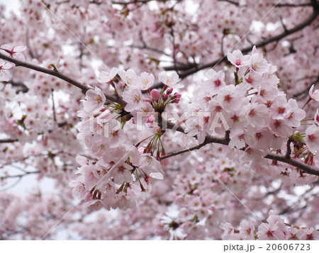 桜 20606723