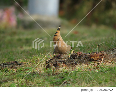 ヤツガシラ6 ヤツガシラ6 20606752