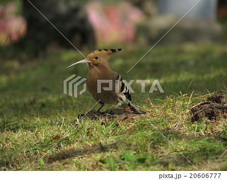 ヤツガシラ8 20606777