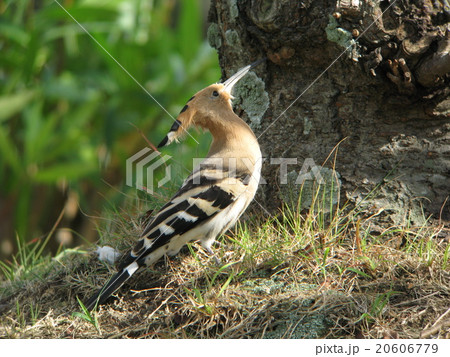 ヤツガシラ9 20606779