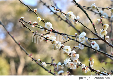 梅の花 20606780