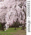 桜 20606851
