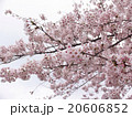 桜 20606852