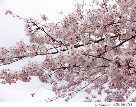 桜 20606852