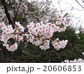 桜 20606853