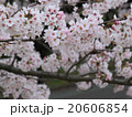 桜 20606854